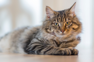 Rassekatzen z. B. Main Coon oder British Shorthair