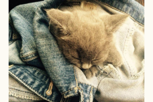 Eine Katze kaufen, was gibt es zu beachten