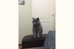 Geeignete Katzen für Allergiker