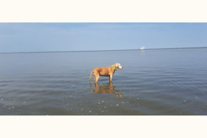 Urlaub mit Hund buchen, z. B. an der Ostsee oder an der Nordsee