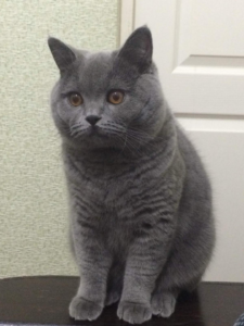 Unsere British Shorthair Katze