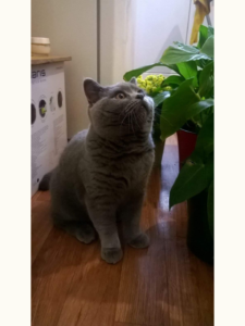 Unsere British Shorthair Katze