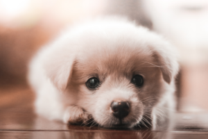 Welpen Hunde kaufen