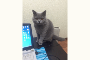 Kratzbäume für ältere Katzen